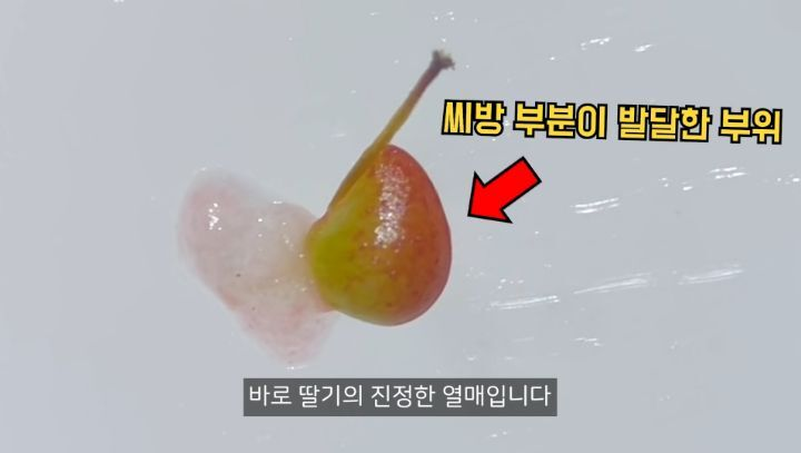 충격적인 딸기의 진실 (딸기 씨 근접샷 주의) | 인스티즈