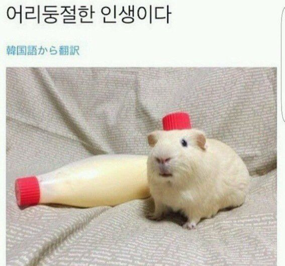 나중에 나처럼 우락부락해지면 누가 귀여워 해 줄거 같냐? | 인스티즈