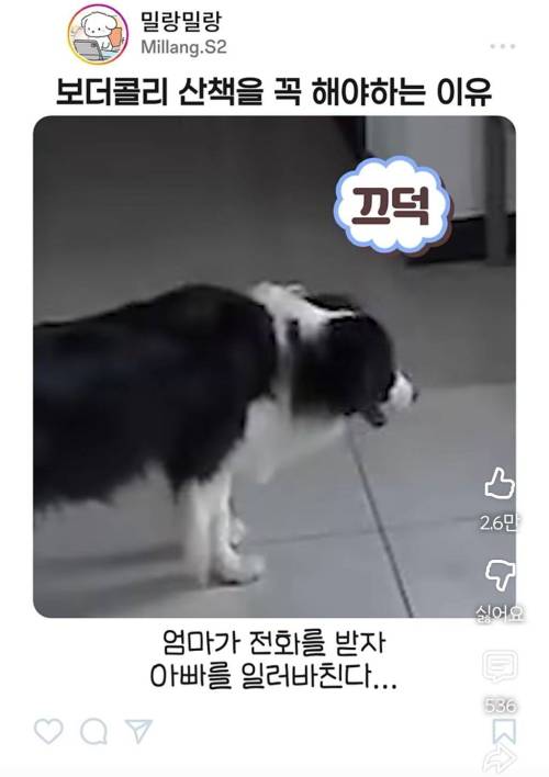 엄마한테 전화걸어서 일러바치는 보더콜리 | 인스티즈