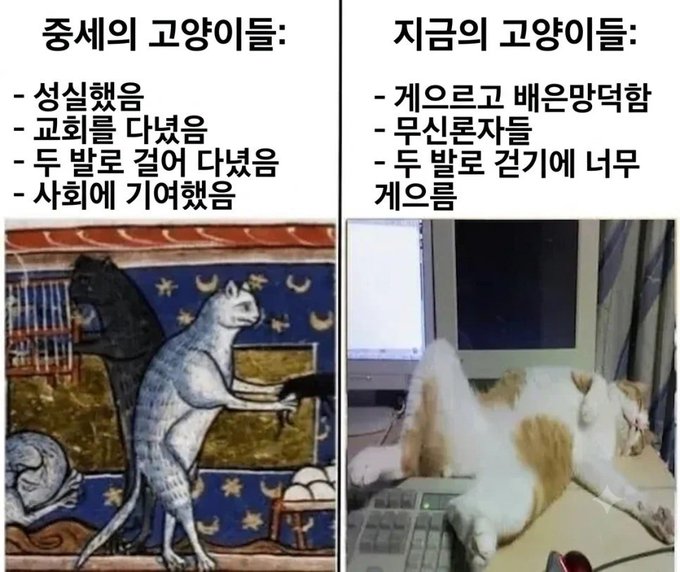 중세 고양이와 현대 고양이의 차이 | 인스티즈