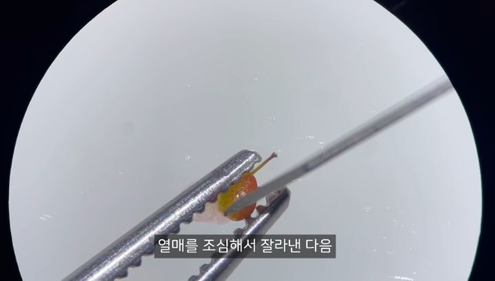 충격적인 딸기의 진실 (딸기 씨 근접샷 주의) | 인스티즈