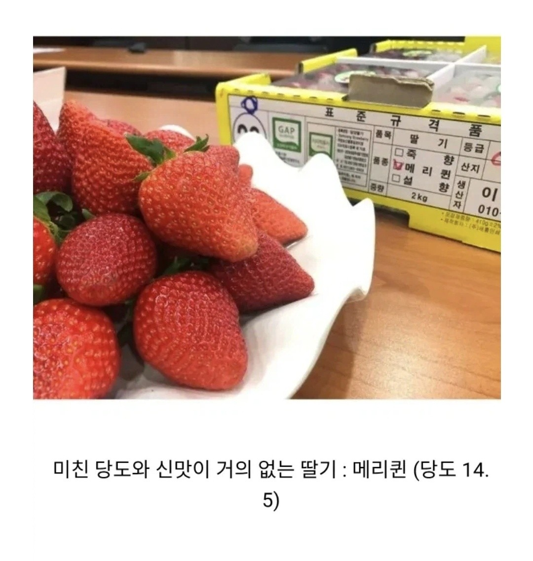딸기 품종 개량 현황 | 인스티즈