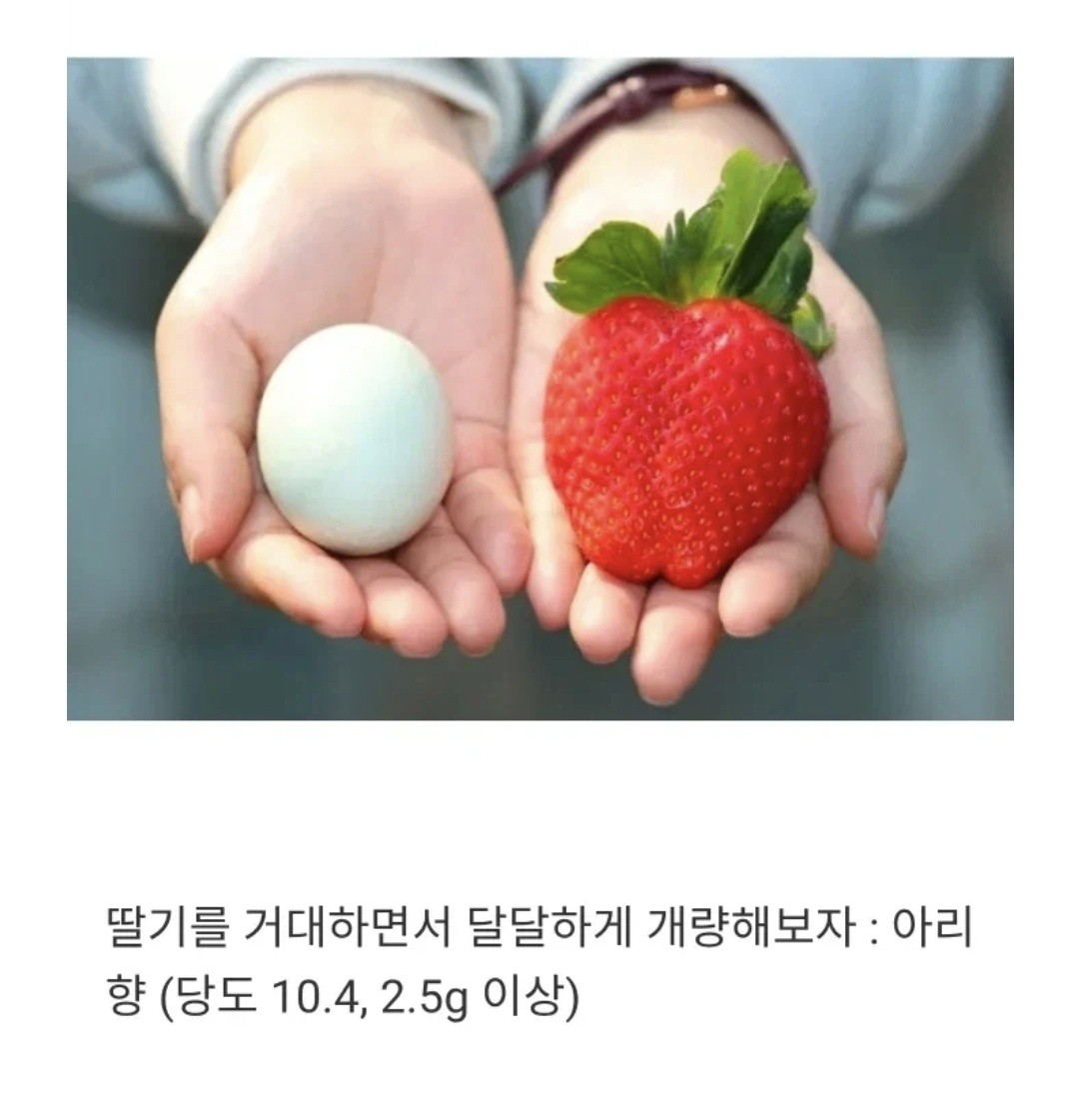 딸기 품종 개량 현황 | 인스티즈