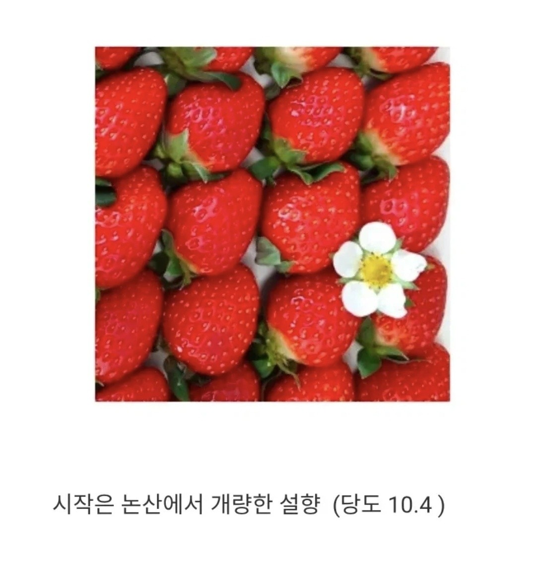 딸기 품종 개량 현황 | 인스티즈