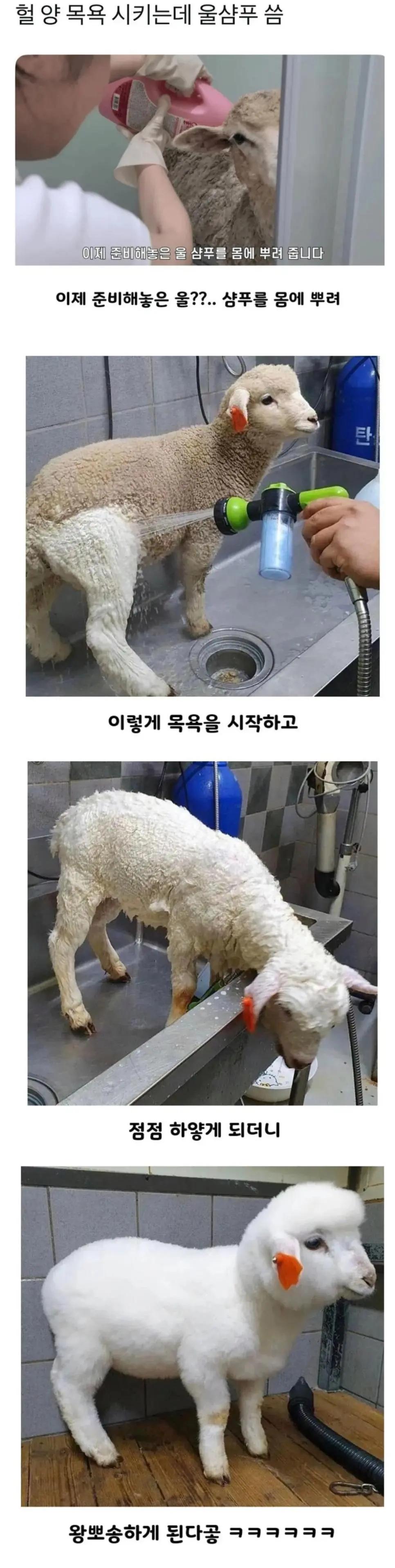양 목욕 시키는데 울샴푸 씀 | 인스티즈
