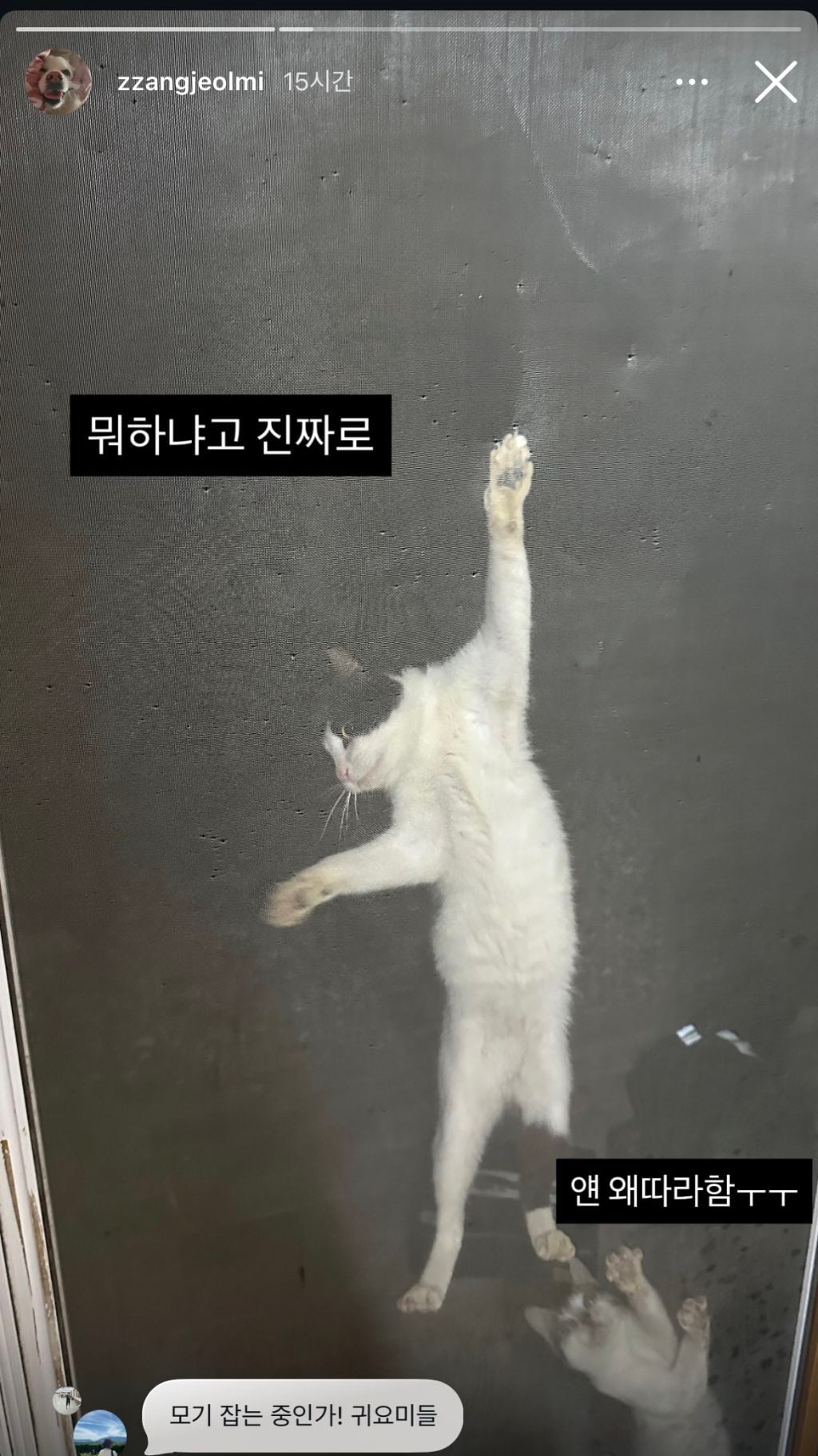 짱절미네 방충망 상황 | 인스티즈