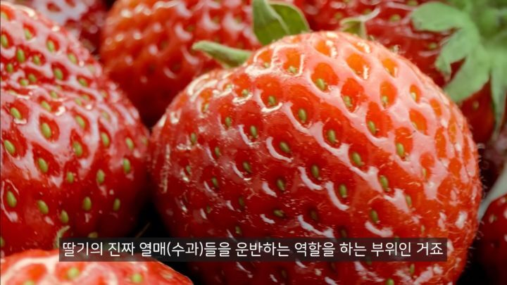충격적인 딸기의 진실 (딸기 씨 근접샷 주의) | 인스티즈