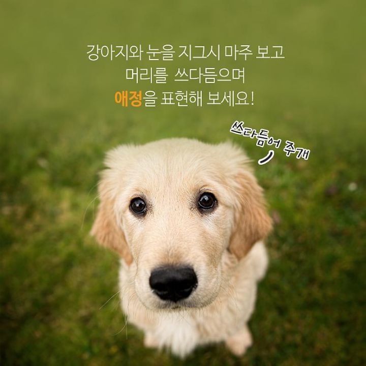 사람과 강아지를 연결하는 사랑의 호르몬이 있다 | 인스티즈