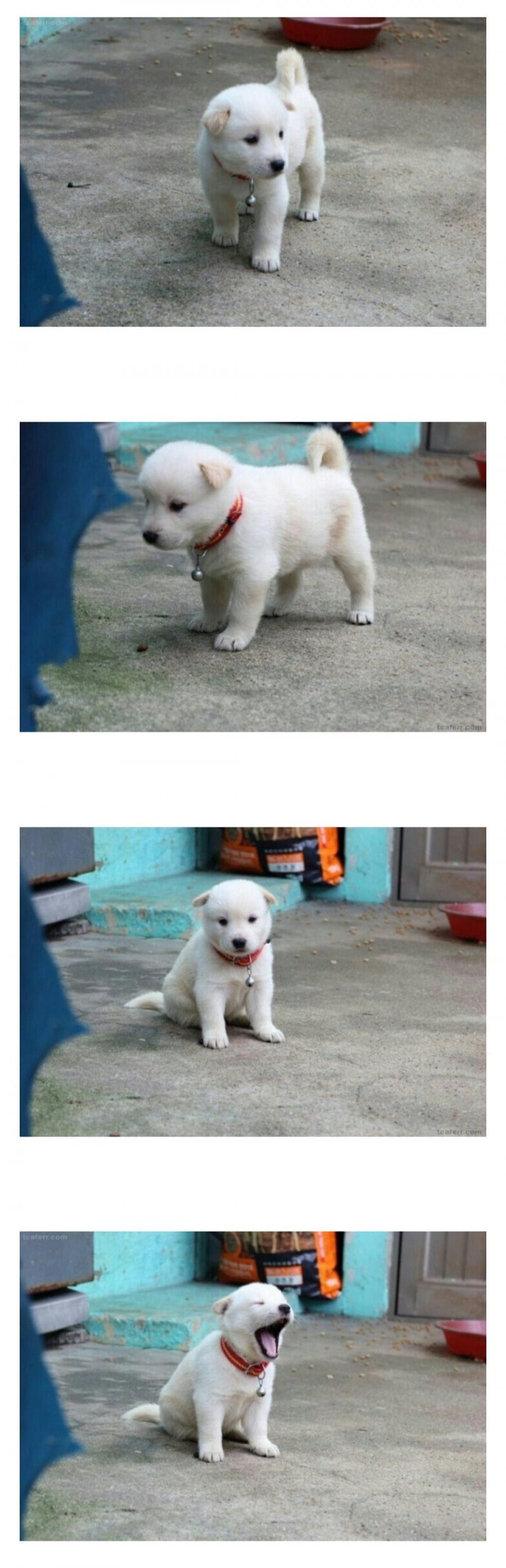 시골 강아지의 정석 | 인스티즈