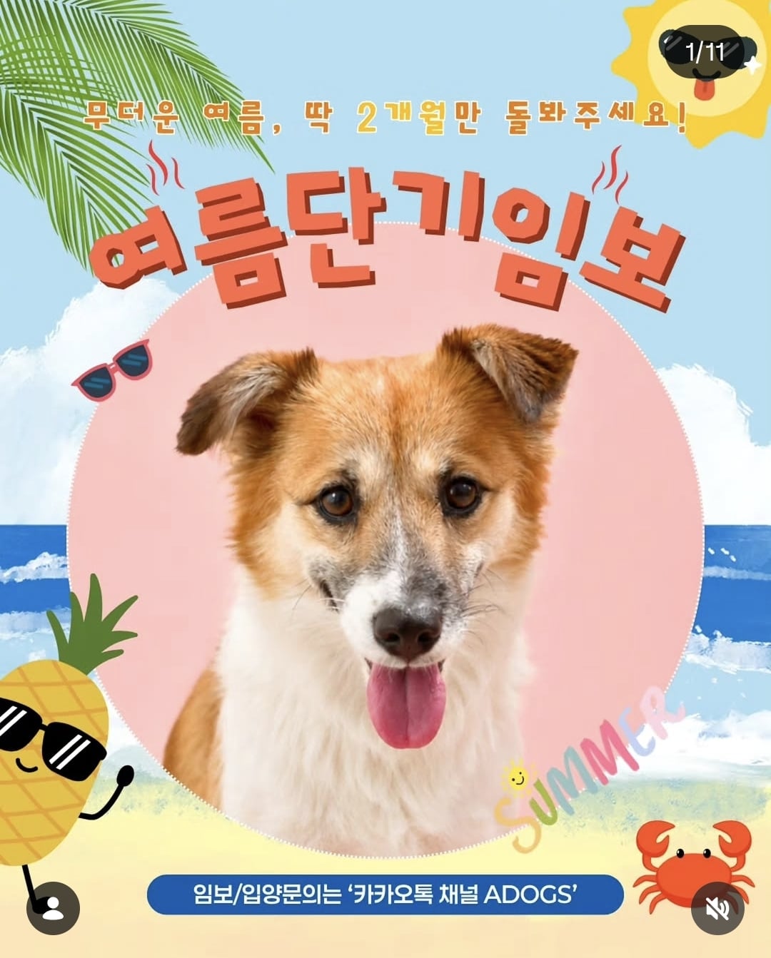 올여름은 유기동물과 함께🐶🐰😸 +임시보호 | 인스티즈