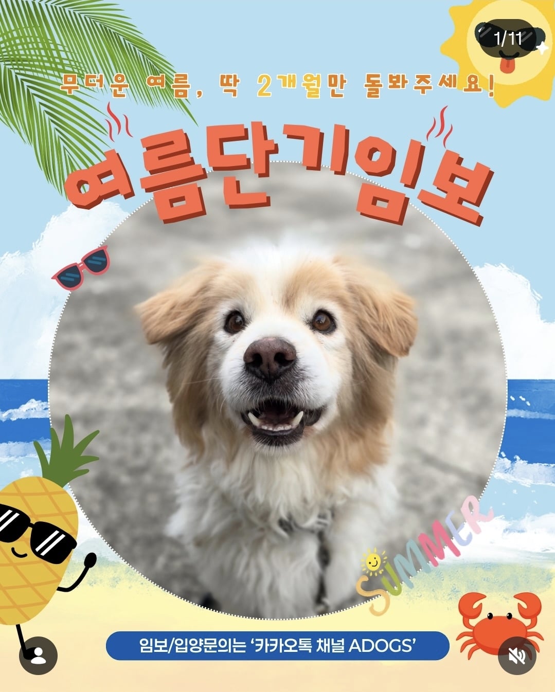 올여름은 유기동물과 함께🐶🐰😸 +임시보호 | 인스티즈