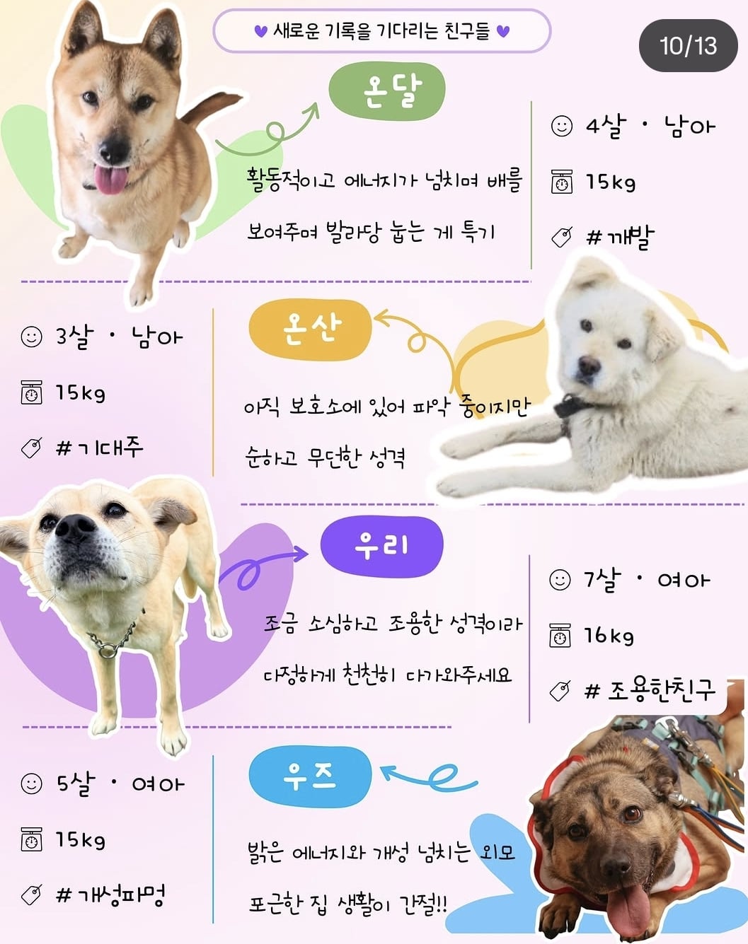 올여름은 유기동물과 함께🐶🐰😸 +임시보호 | 인스티즈