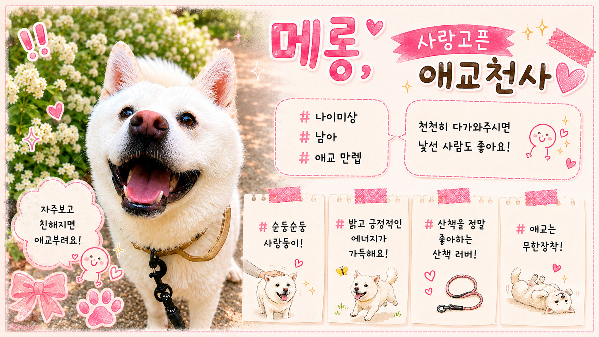 올여름은 유기동물과 함께🐶🐰😸 +임시보호 | 인스티즈