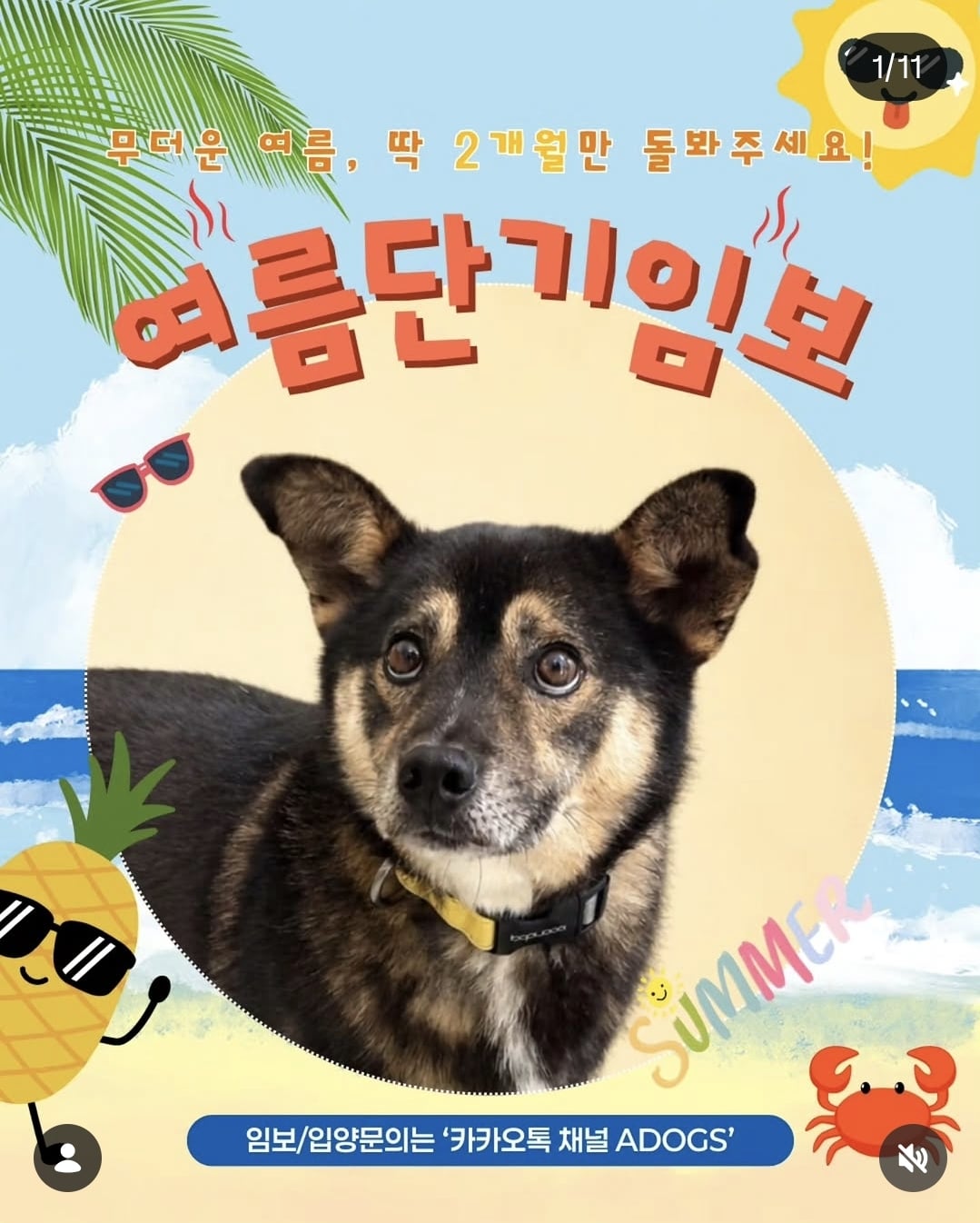올여름은 유기동물과 함께🐶🐰😸 +임시보호 | 인스티즈