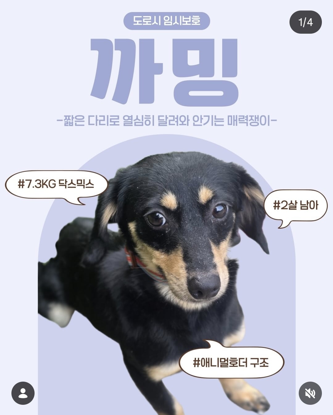 올여름은 유기동물과 함께🐶🐰😸 +임시보호 | 인스티즈