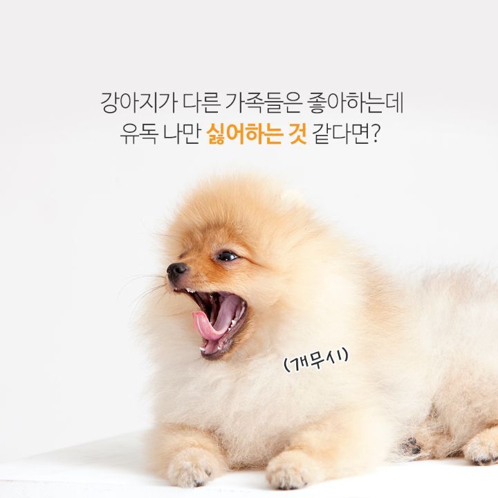 사람과 강아지를 연결하는 사랑의 호르몬이 있다 | 인스티즈