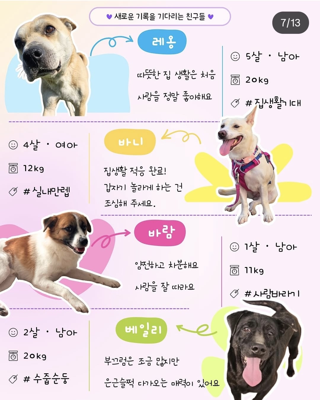 올여름은 유기동물과 함께🐶🐰😸 +임시보호 | 인스티즈
