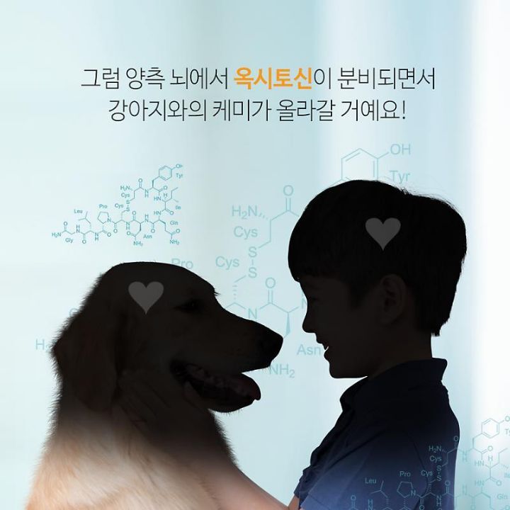 사람과 강아지를 연결하는 사랑의 호르몬이 있다 | 인스티즈