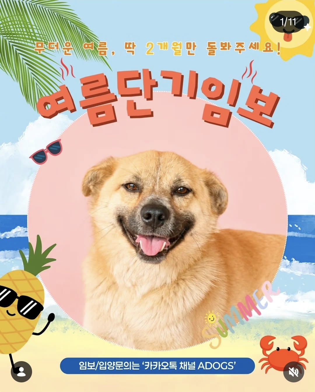 올여름은 유기동물과 함께🐶🐰😸 +임시보호 | 인스티즈