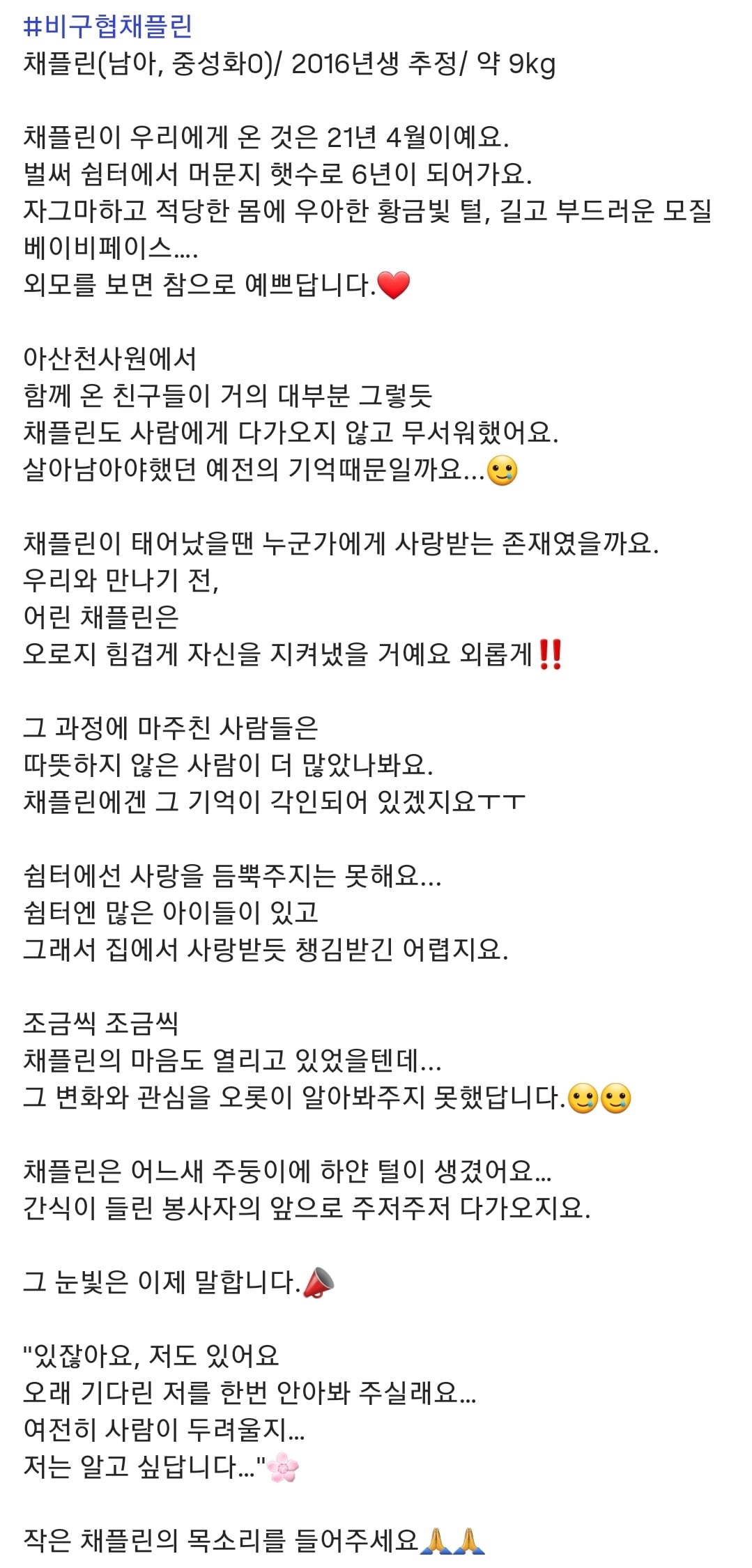 올여름은 유기동물과 함께🐶🐰😸 +임시보호 | 인스티즈