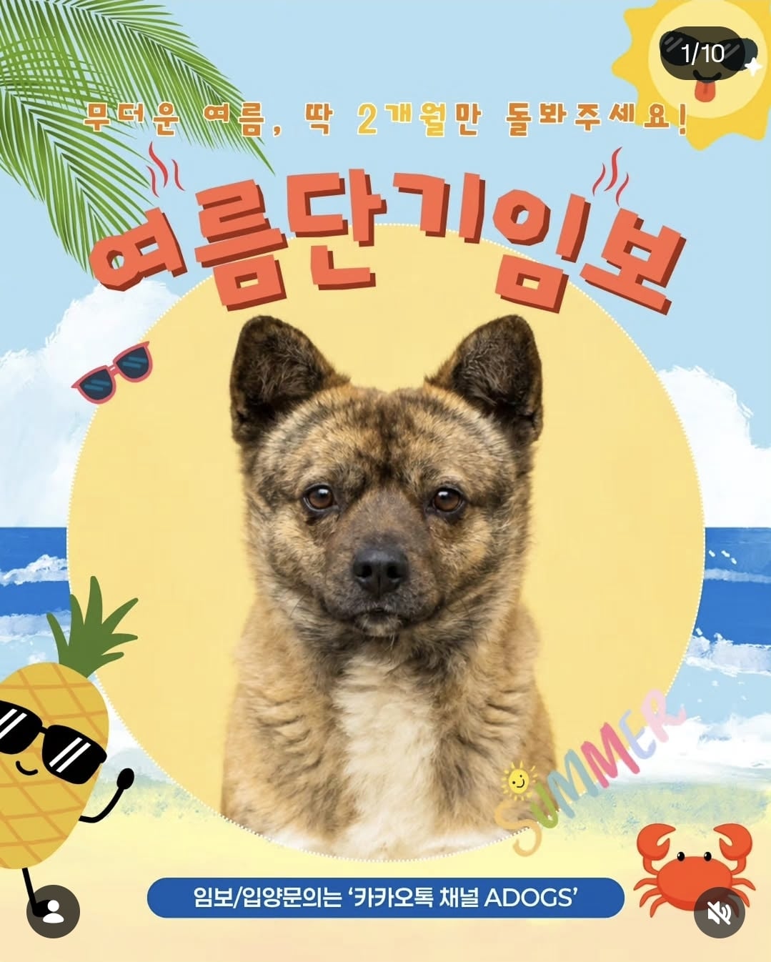 올여름은 유기동물과 함께🐶🐰😸 +임시보호 | 인스티즈