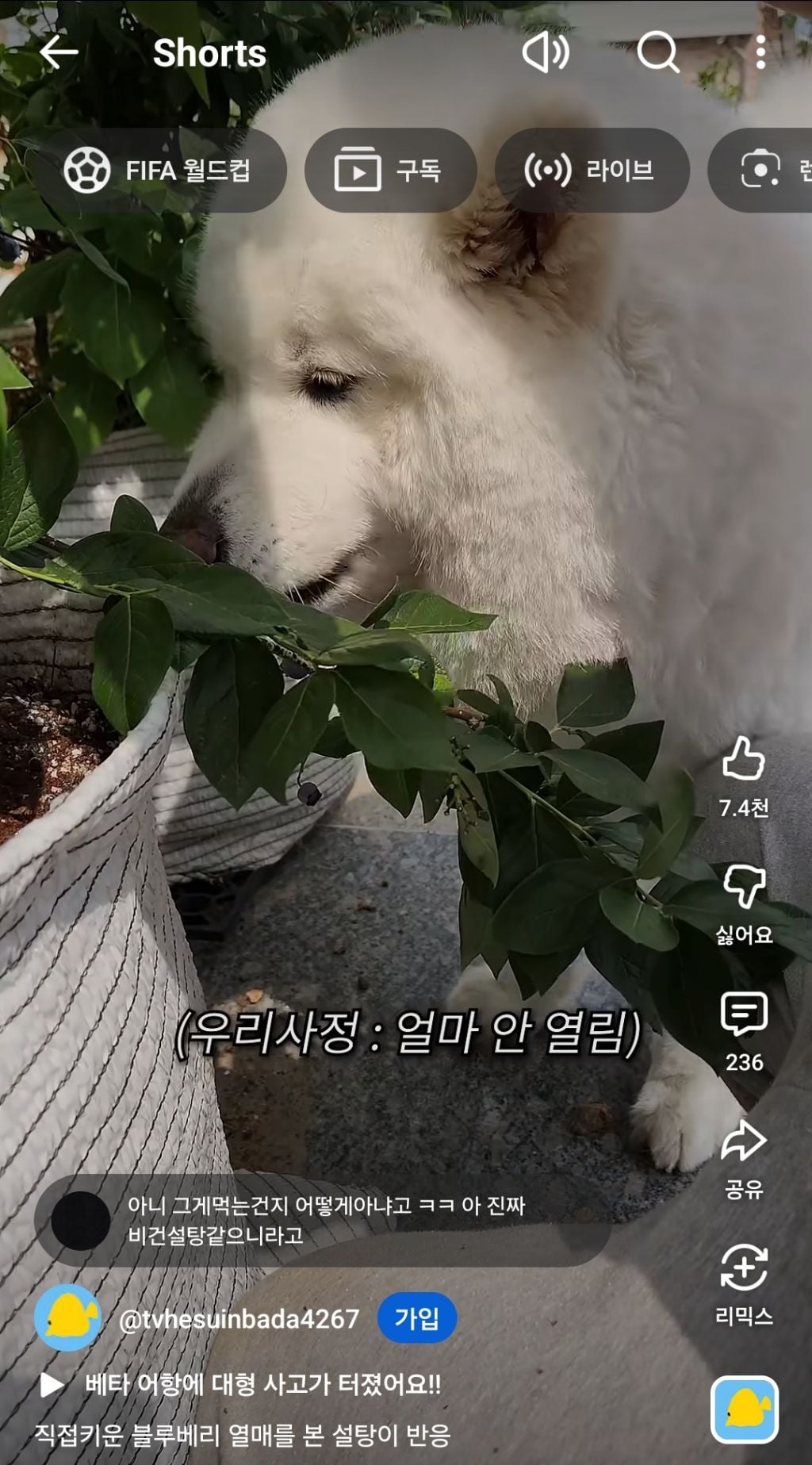 블루베리 따는 족족 옆에서 훔쳐먹는 댕댕 | 인스티즈