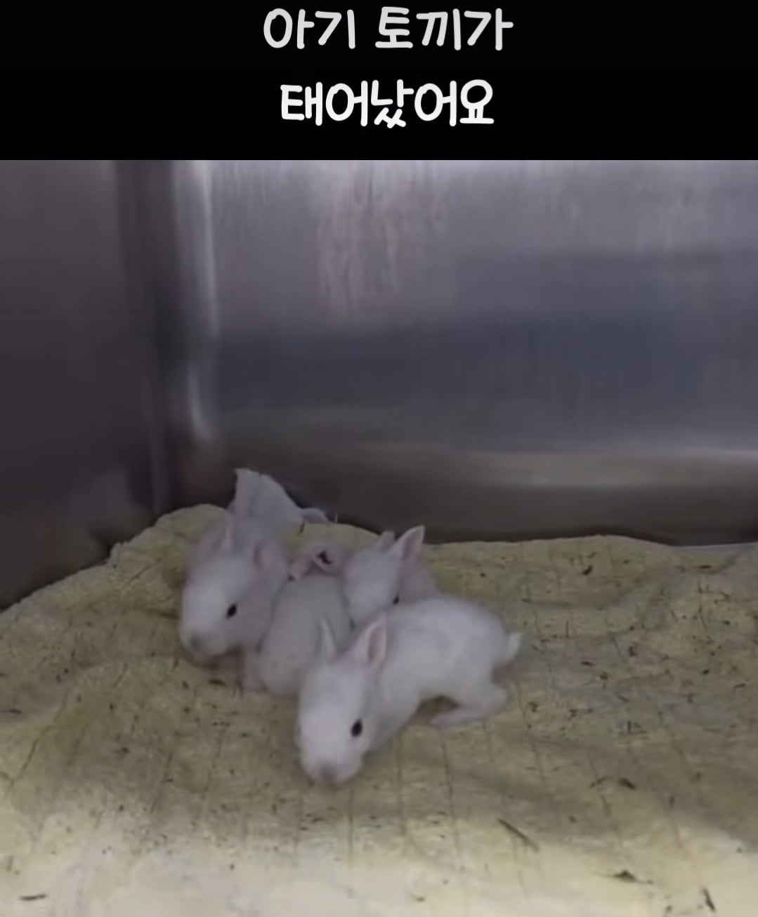 올여름은 유기동물과 함께🐶🐰😸 +임시보호 | 인스티즈