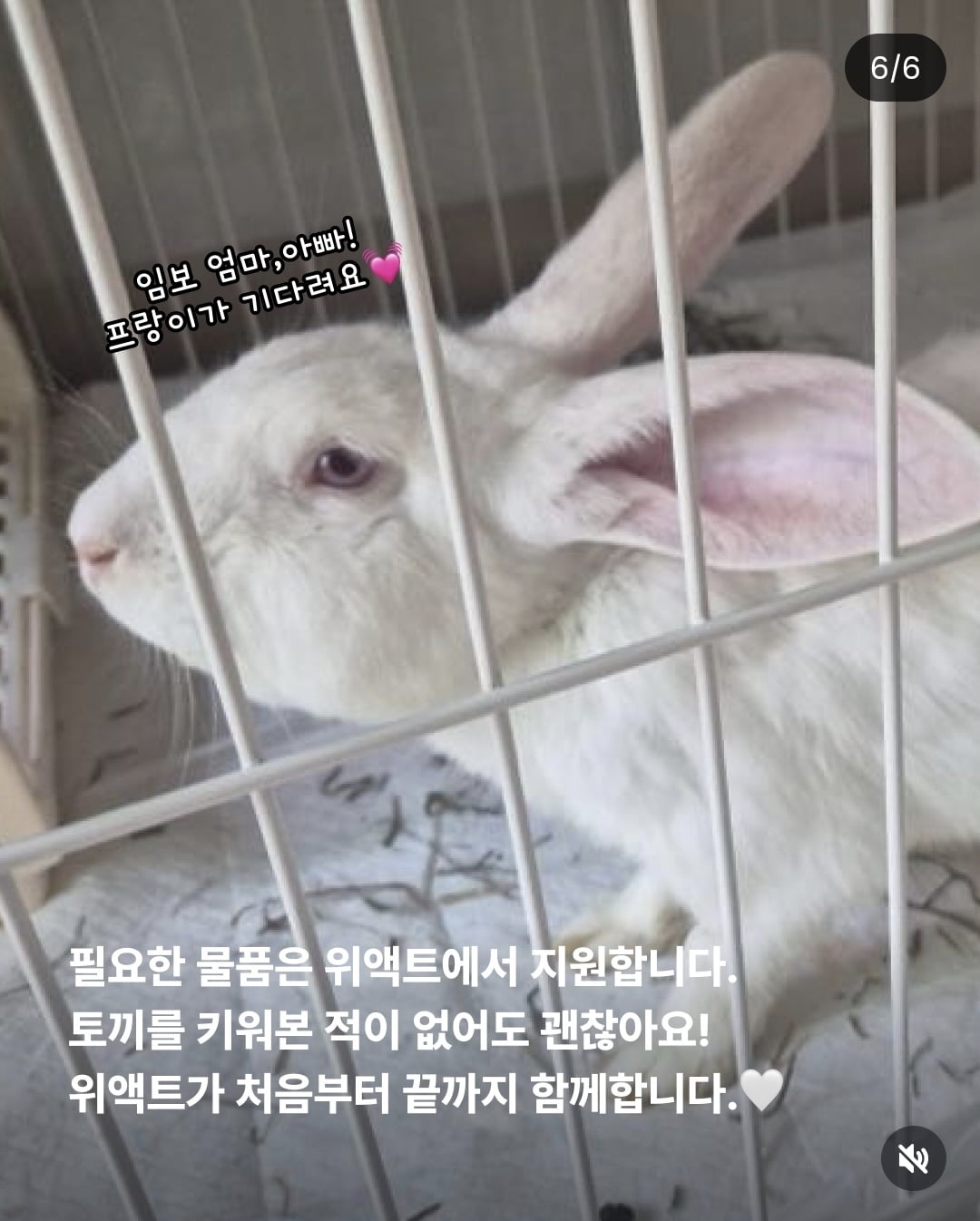 올여름은 유기동물과 함께🐶🐰😸 +임시보호 | 인스티즈