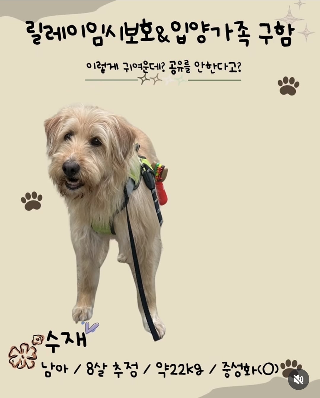 올여름은 유기동물과 함께🐶🐰😸 +임시보호 | 인스티즈