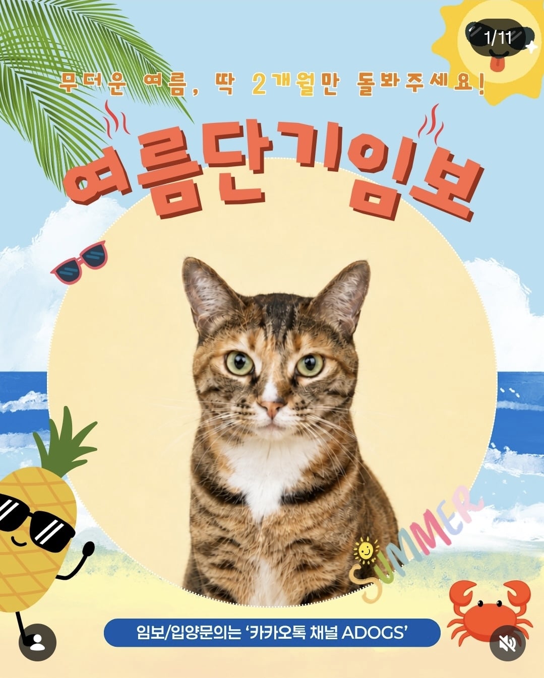 올여름은 유기동물과 함께🐶🐰😸 +임시보호 | 인스티즈