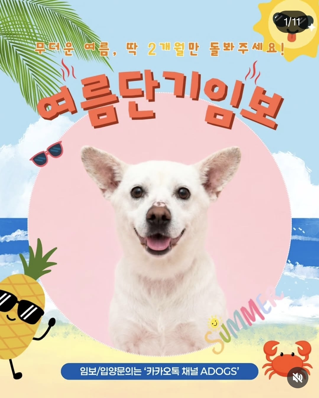 올여름은 유기동물과 함께🐶🐰😸 +임시보호 | 인스티즈