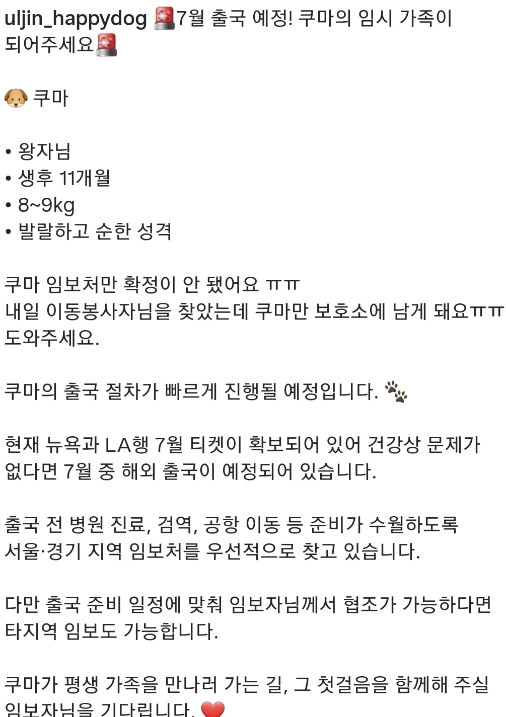 올여름은 유기동물과 함께🐶🐰😸 +임시보호 | 인스티즈