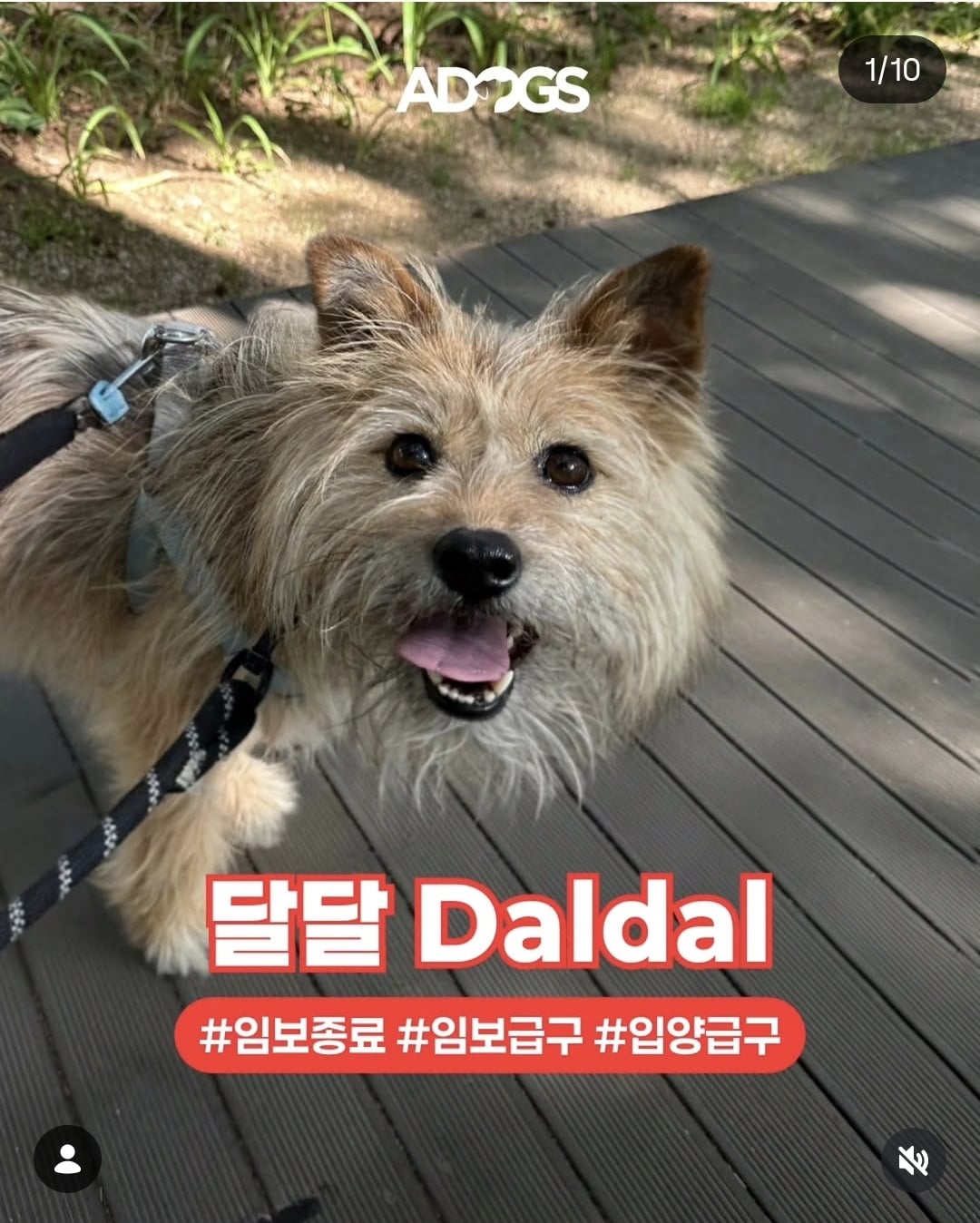올여름은 유기동물과 함께🐶🐰😸 +임시보호 | 인스티즈