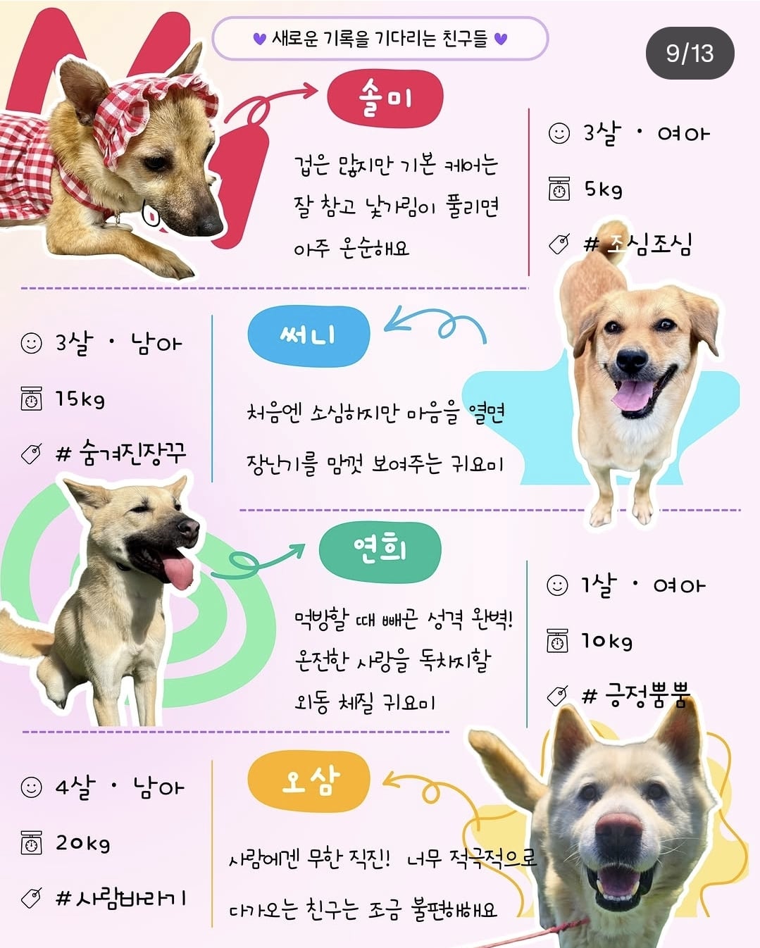 올여름은 유기동물과 함께🐶🐰😸 +임시보호 | 인스티즈