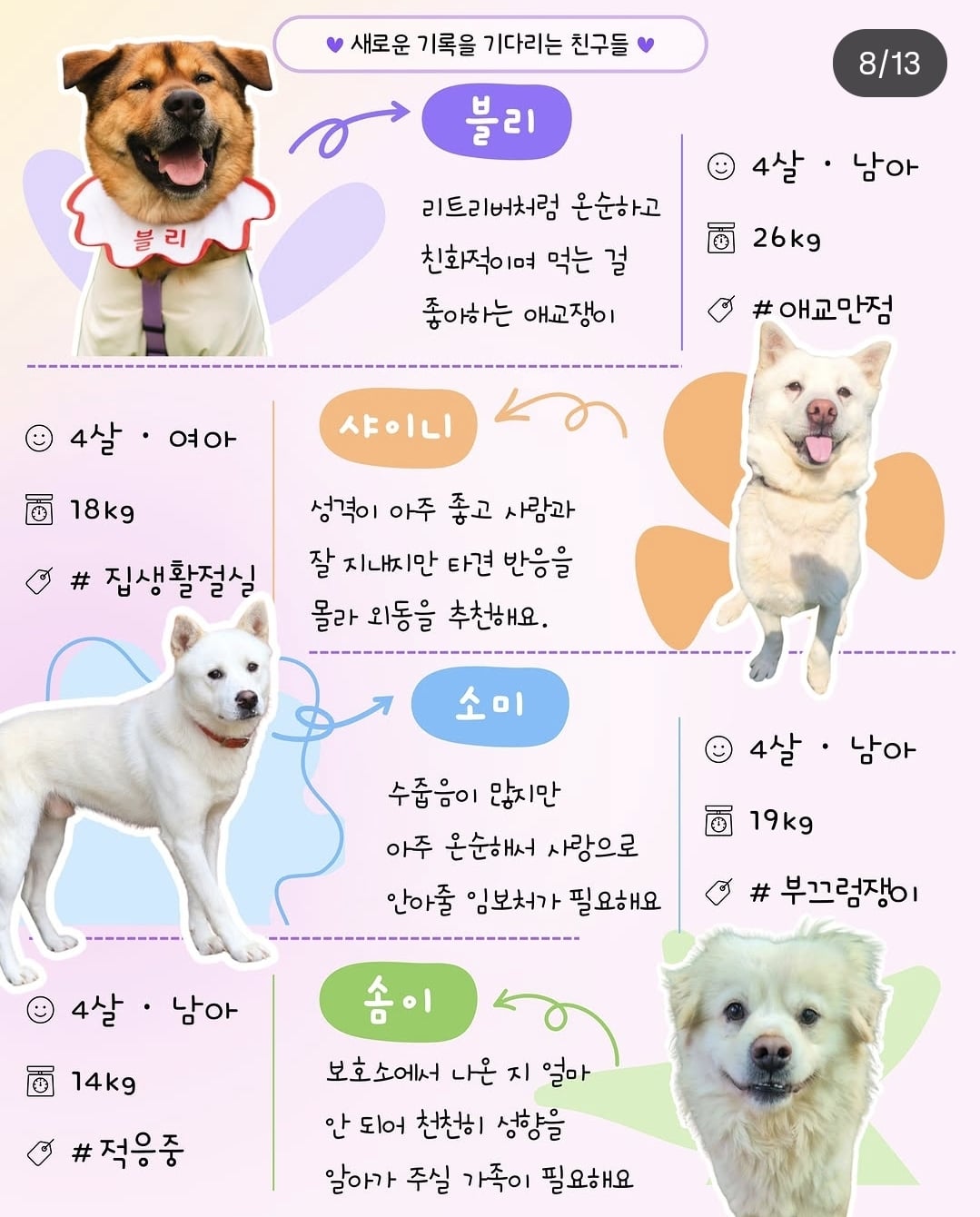 올여름은 유기동물과 함께🐶🐰😸 +임시보호 | 인스티즈