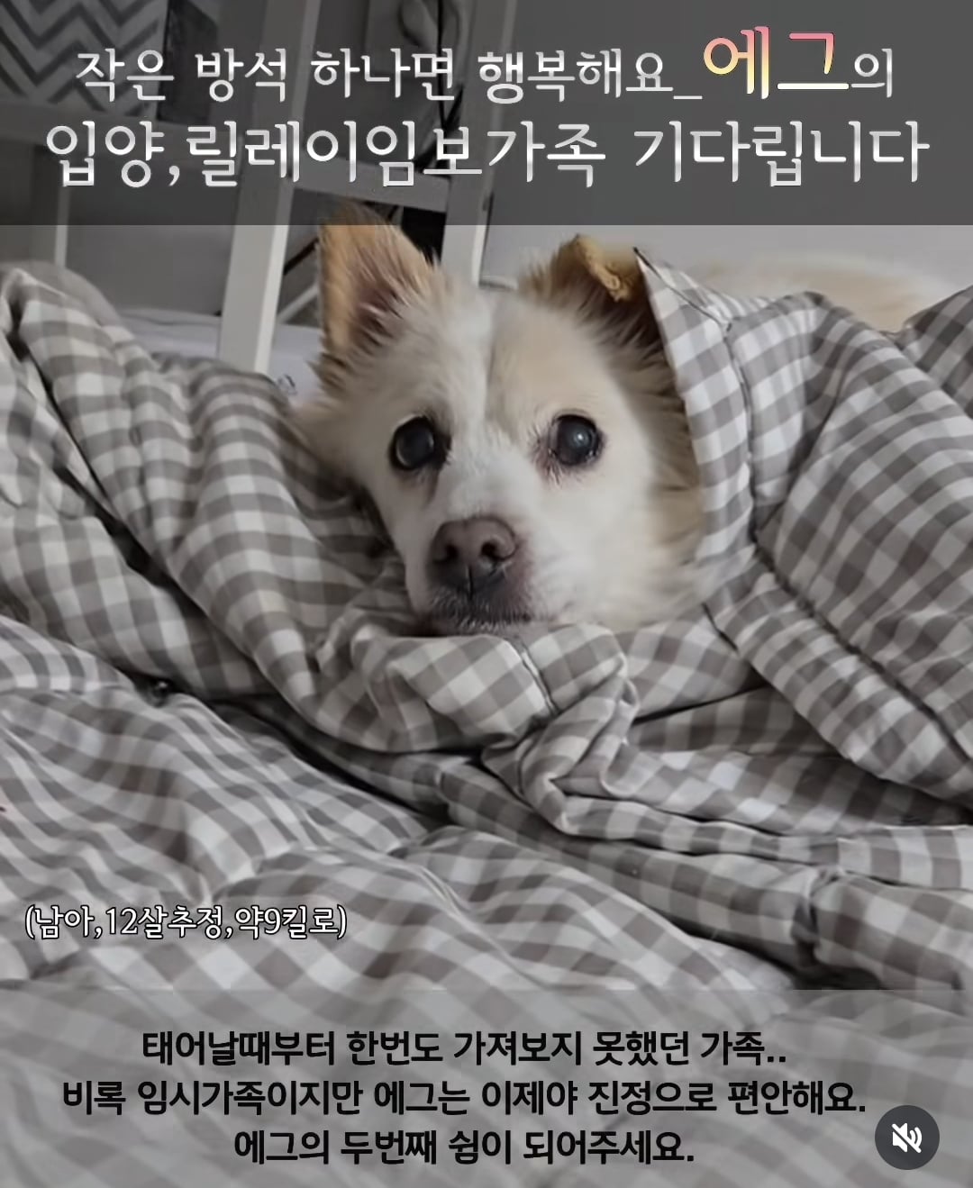 올여름은 유기동물과 함께🐶🐰😸 +임시보호 | 인스티즈