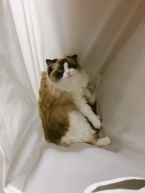 랙돌 고양이 쵸쵸의 일상 | 인스티즈