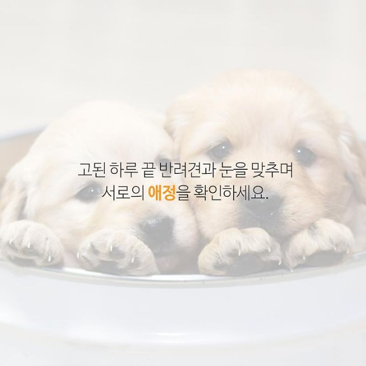 사람과 강아지를 연결하는 사랑의 호르몬이 있다 | 인스티즈