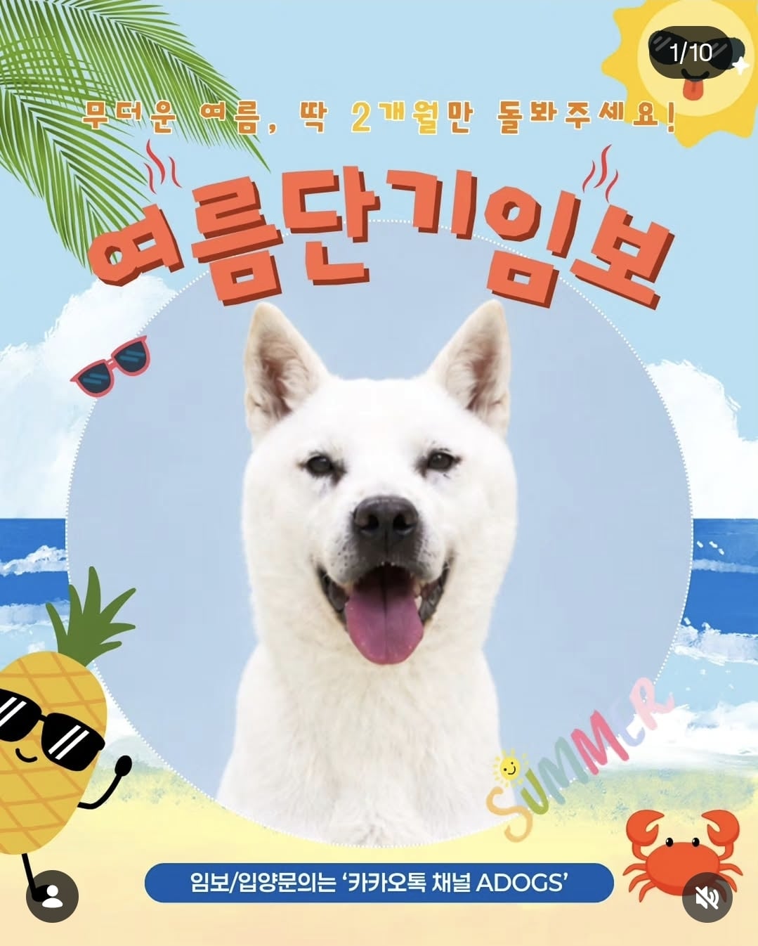 올여름은 유기동물과 함께🐶🐰😸 +임시보호 | 인스티즈