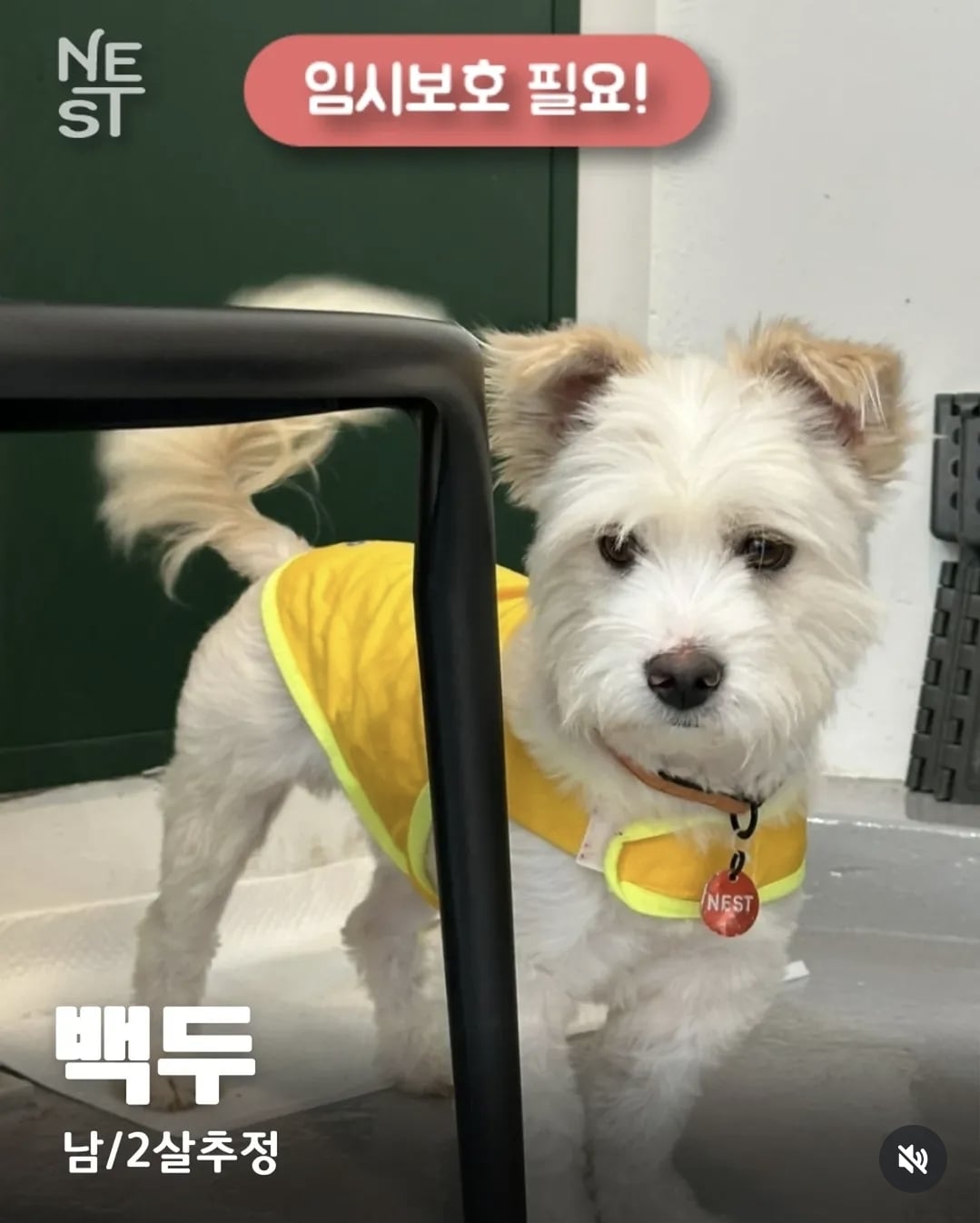 올여름은 유기동물과 함께🐶🐰😸 +임시보호 | 인스티즈