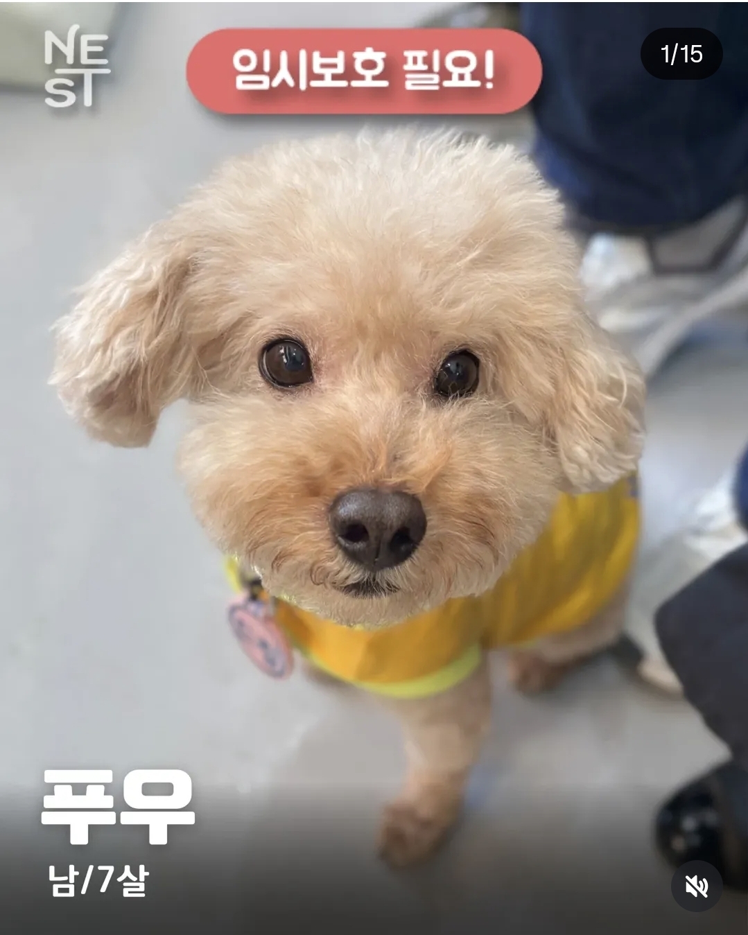 올여름은 유기동물과 함께🐶🐰😸 +임시보호 | 인스티즈