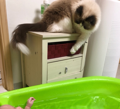 랙돌 고양이 쵸쵸의 일상 | 인스티즈