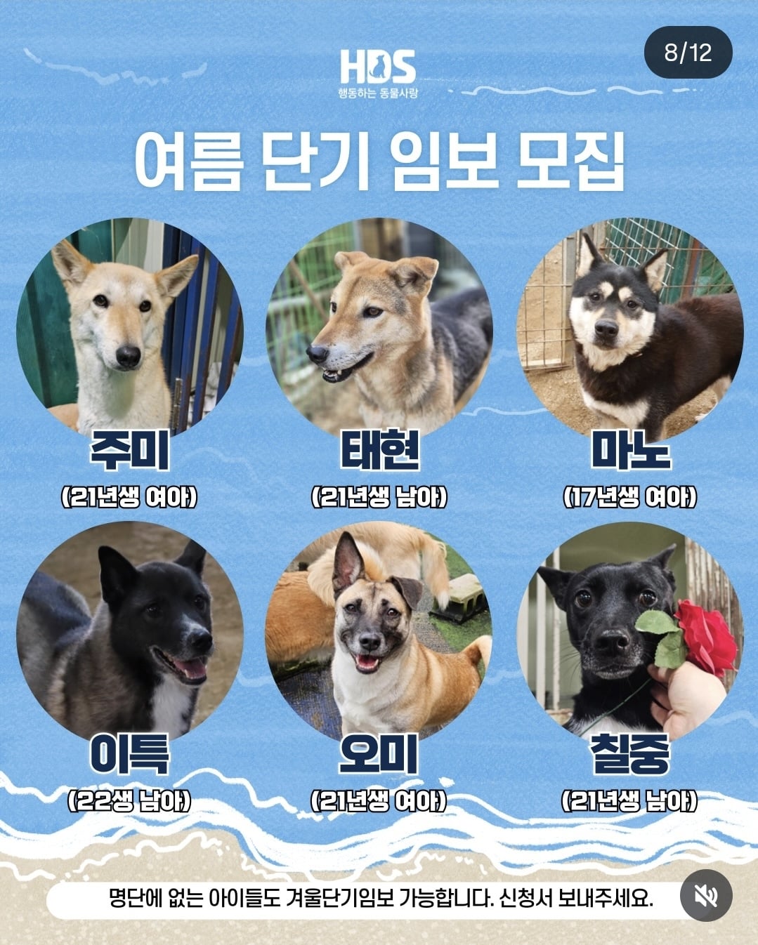 올여름은 유기동물과 함께🐶🐰😸 +임시보호 | 인스티즈
