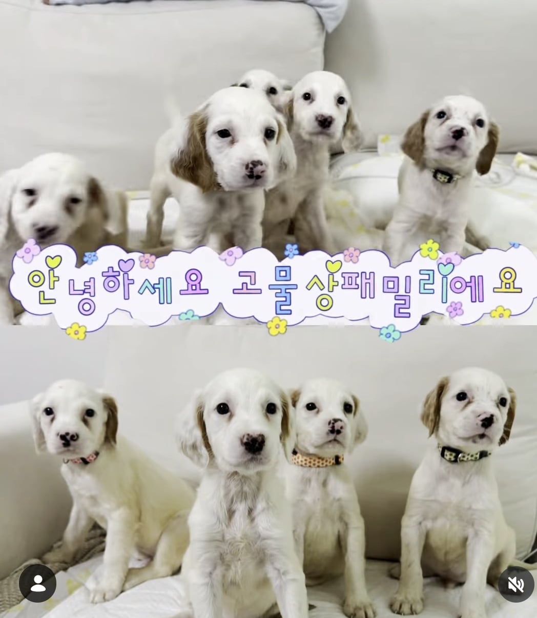 올여름은 유기동물과 함께🐶🐰😸 +임시보호 | 인스티즈