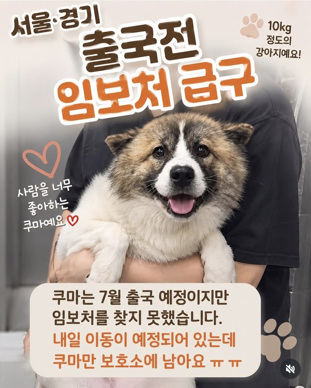 올여름은 유기동물과 함께🐶🐰😸 +임시보호 | 인스티즈
