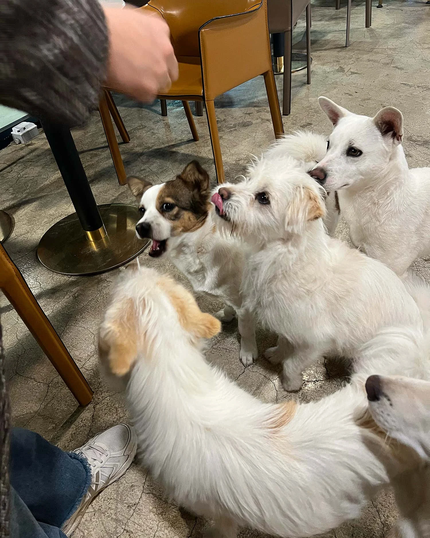 운영이 ㄹㅇ 개판인 인천 영종도 카페 | 인스티즈