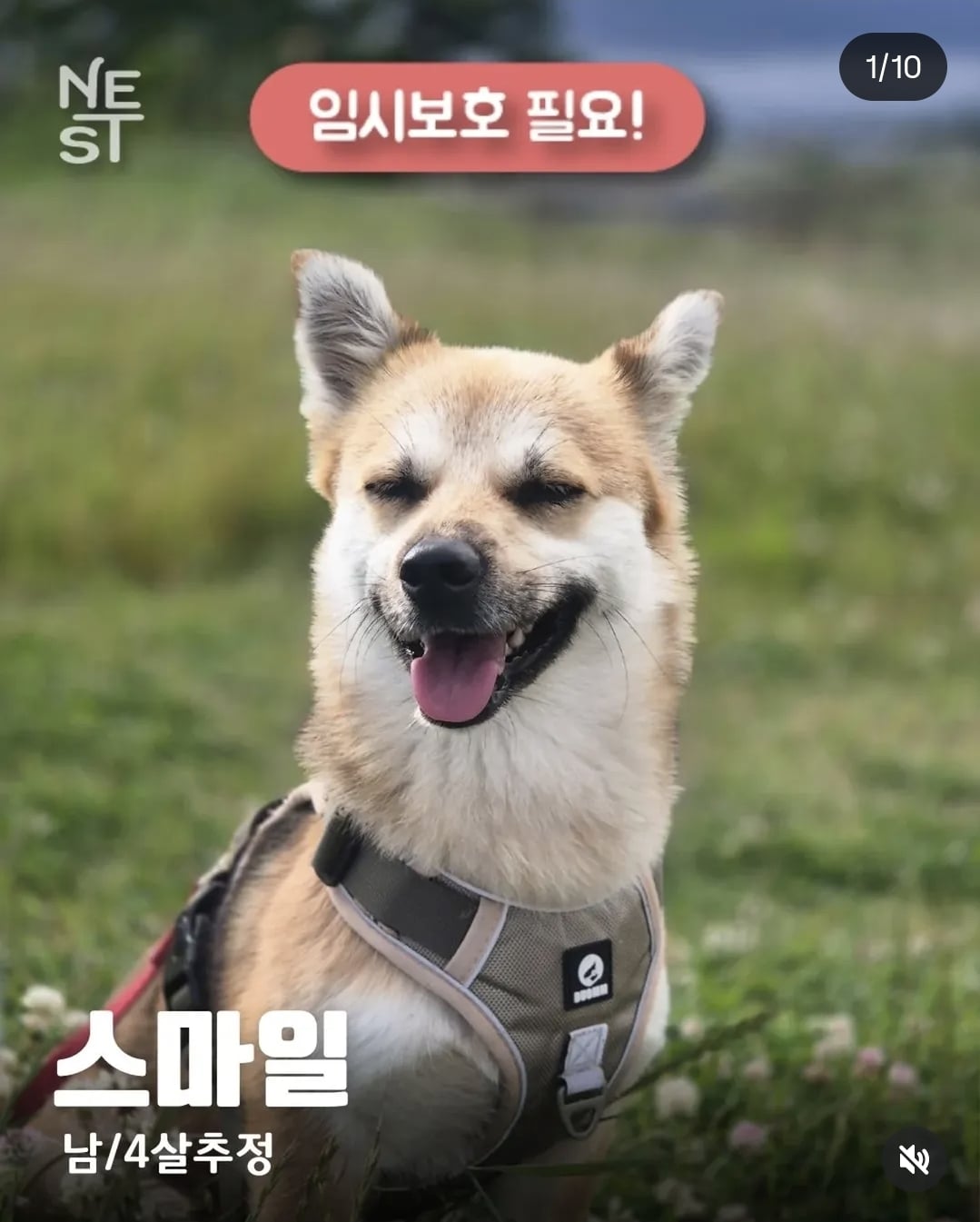 올여름은 유기동물과 함께🐶🐰😸 +임시보호 | 인스티즈