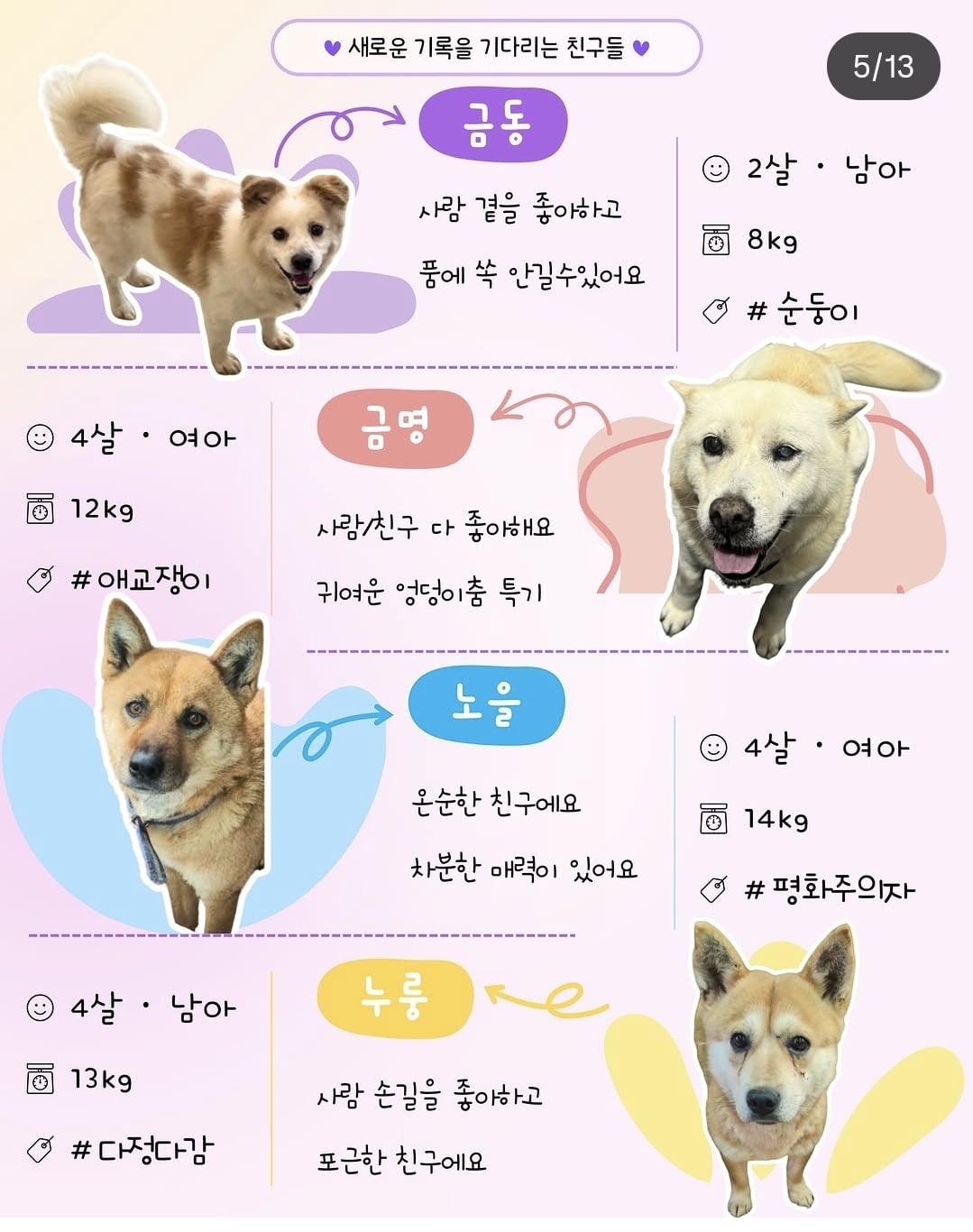 올여름은 유기동물과 함께🐶🐰😸 +임시보호 | 인스티즈