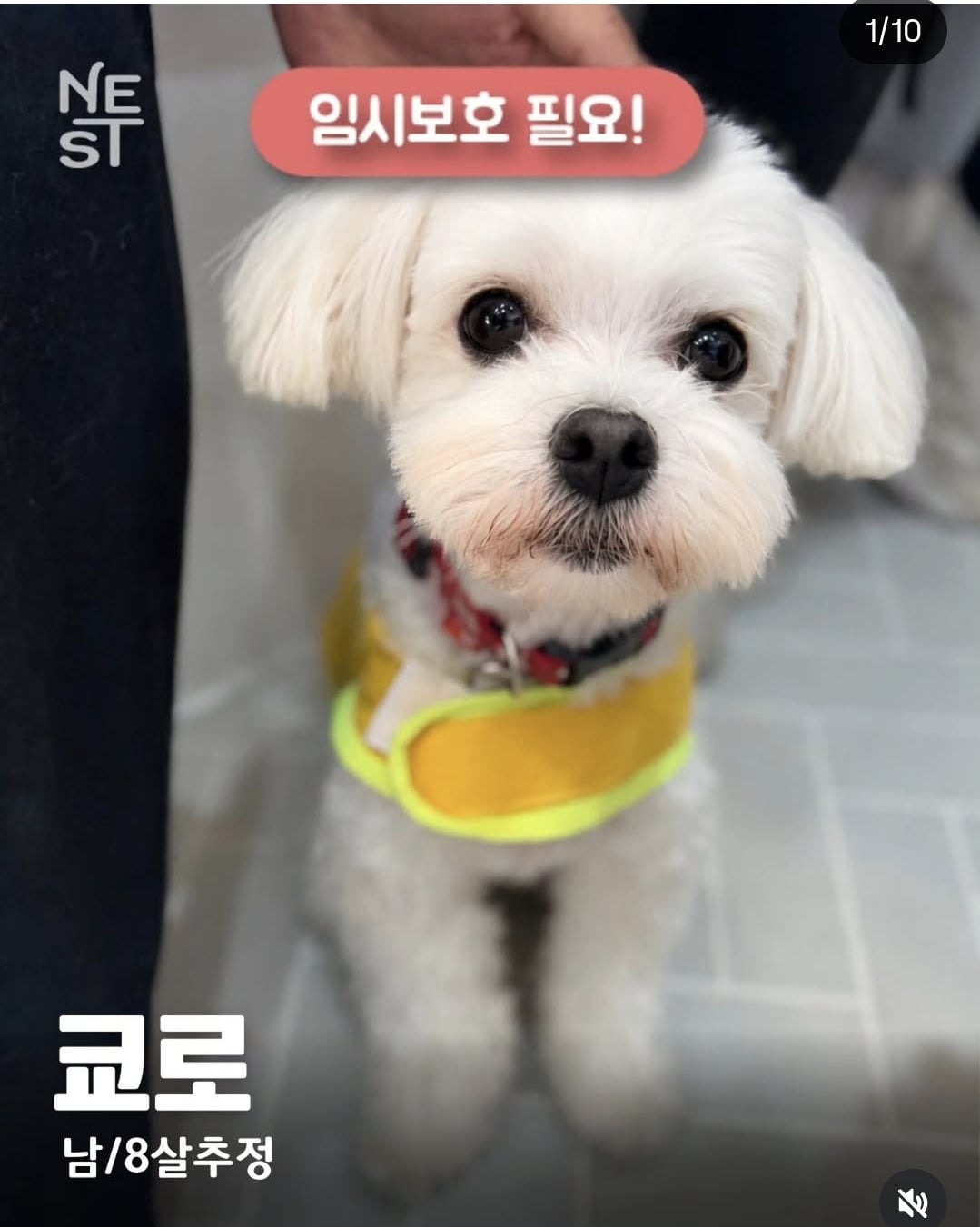 올여름은 유기동물과 함께🐶🐰😸 +임시보호 | 인스티즈