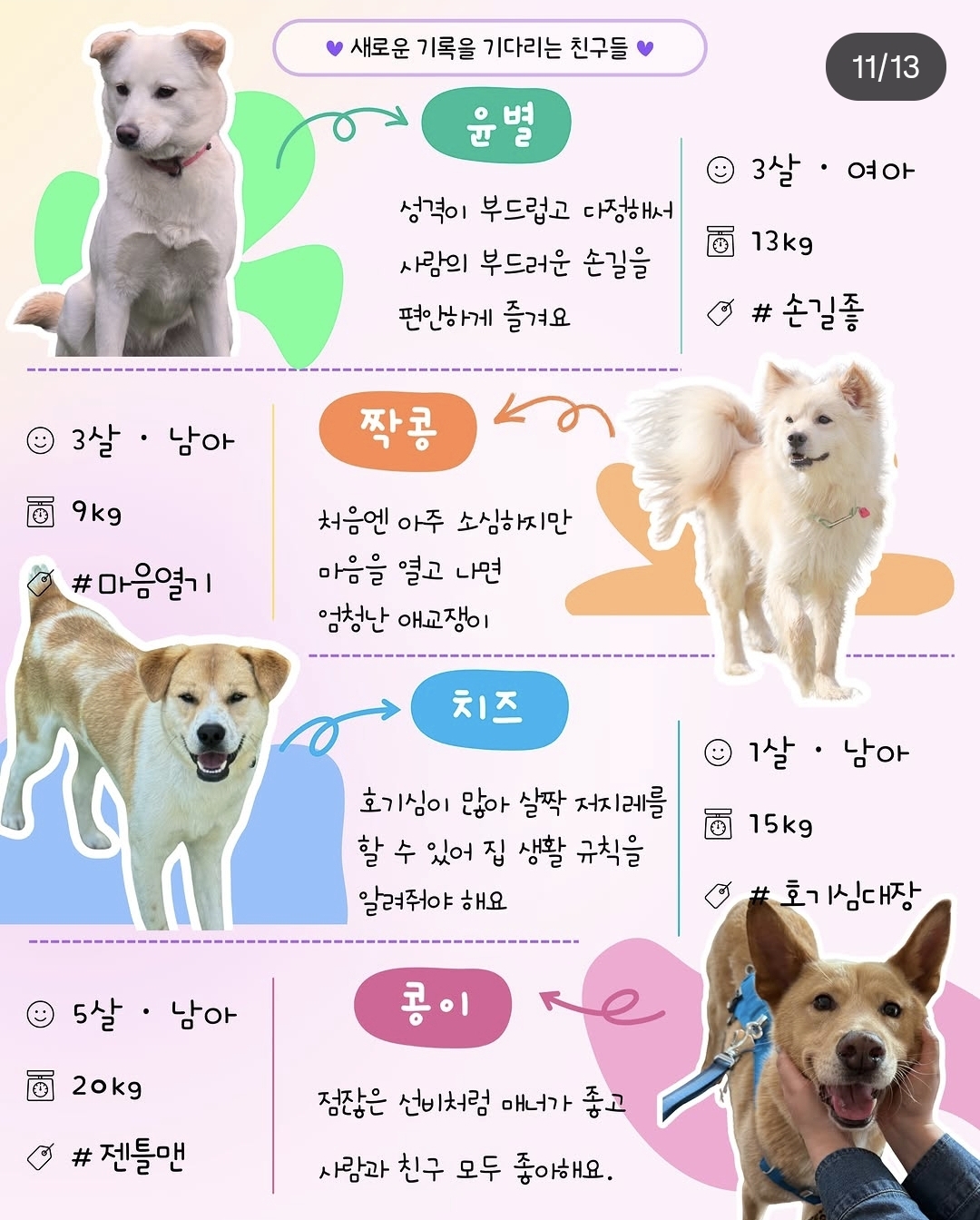 올여름은 유기동물과 함께🐶🐰😸 +임시보호 | 인스티즈